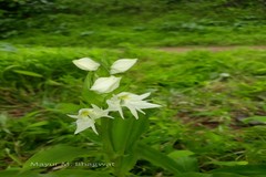 Habenaria foliosa